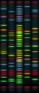 dna loci